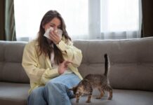Cat Odor Myths That Don’t Actually Work (And What to Do Instead)